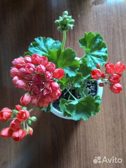 Пеларгония герань тюльпановидная