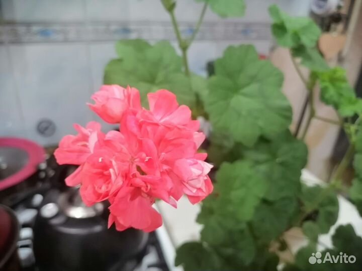 Пеларгония герань сортовая