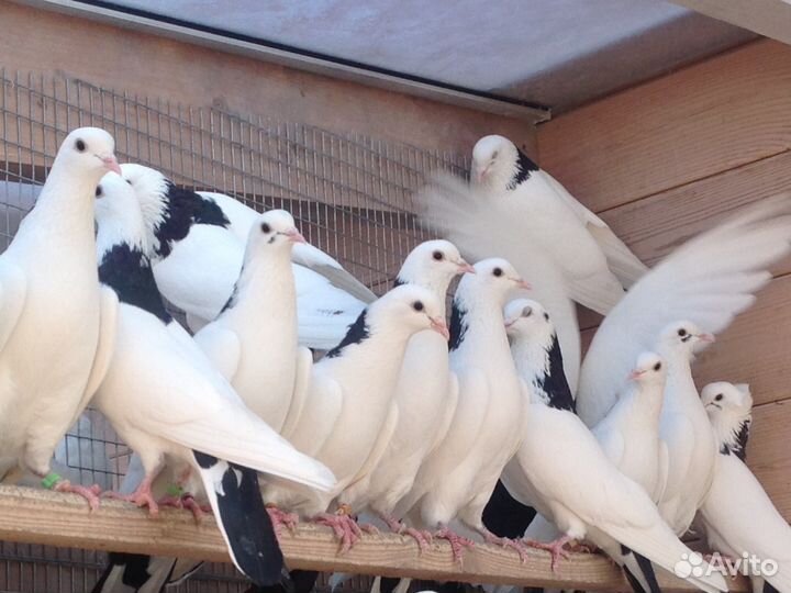 Голуби бойные из Армении