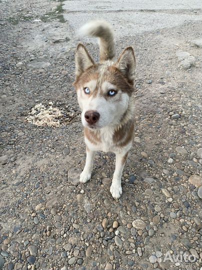 Сибирский хаски