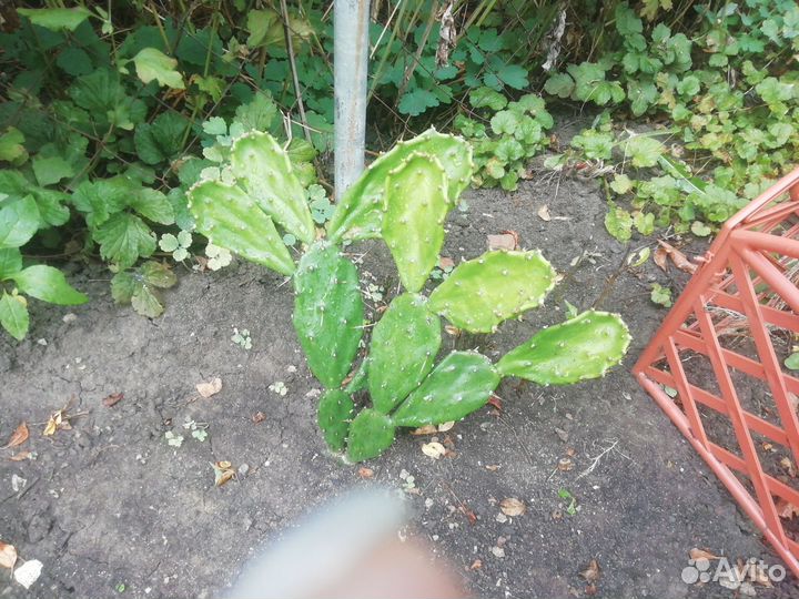 Разные цветы