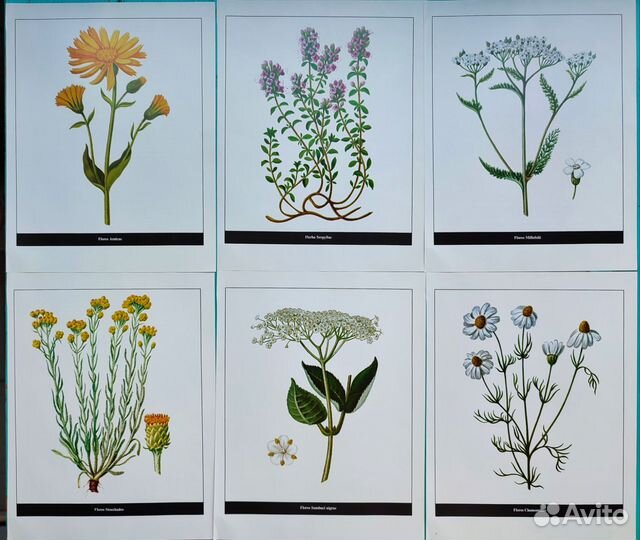 Ботанические иллюстрации грибы, растения