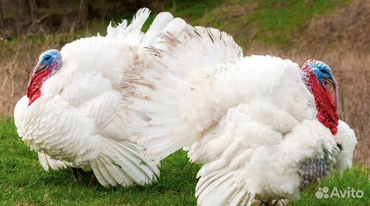 Индюшки биг6