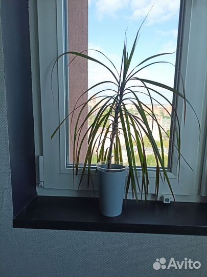 Драцена маргината