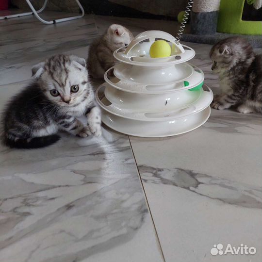 Шотландские мраморные котята