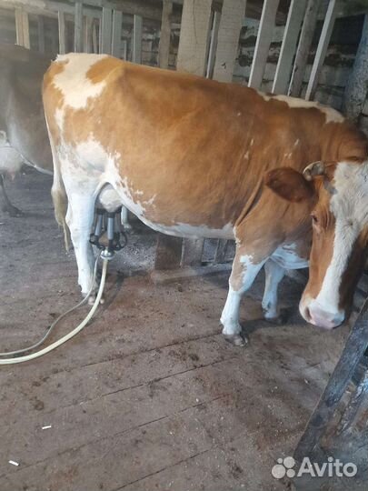 Корова дойная
