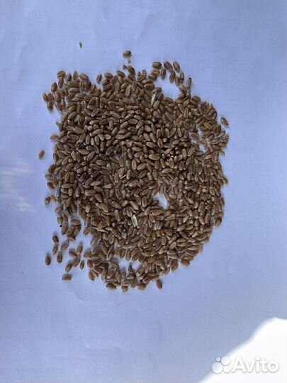 Семена пшеницы озимой сорт волжская качественная