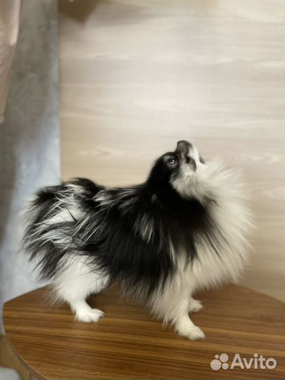 Вязка кобель шпиц