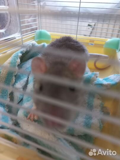 Крыса с клеткой