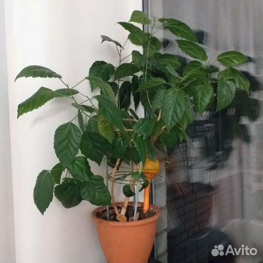 Гибискус китайская роза