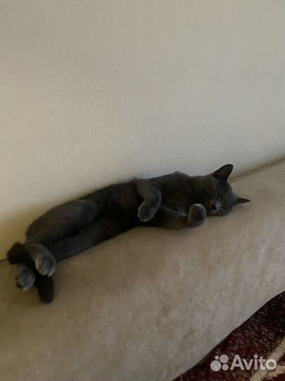 Отдам кота в добрые руки