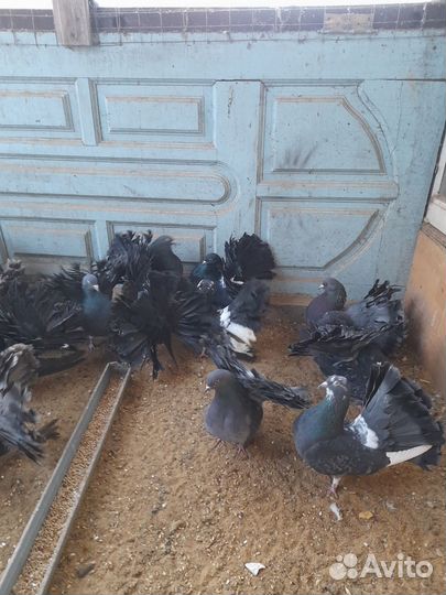 Голуби павлины