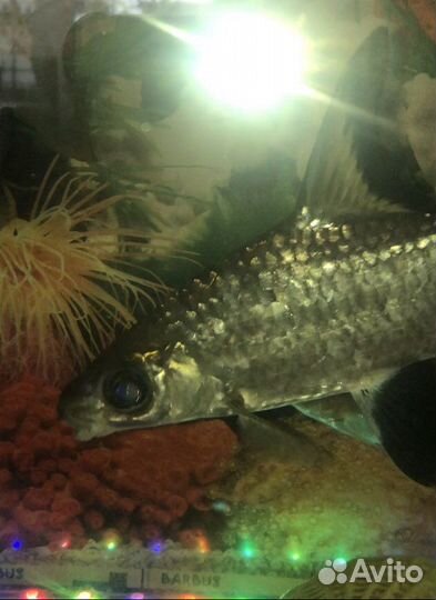 Акулий балу