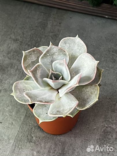 Эхеверия лиловая, или Эхеверия Лилацина (лат. Eche