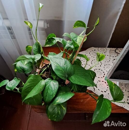 Комнатные растения