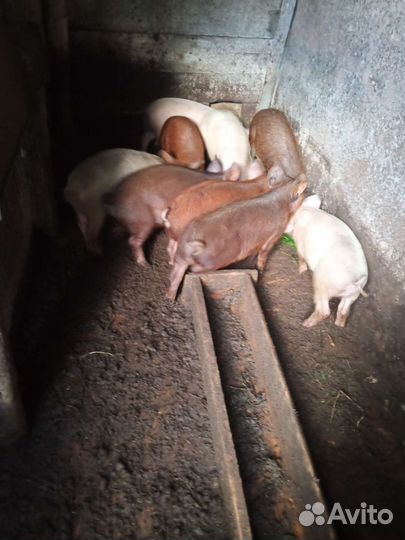 Поросята