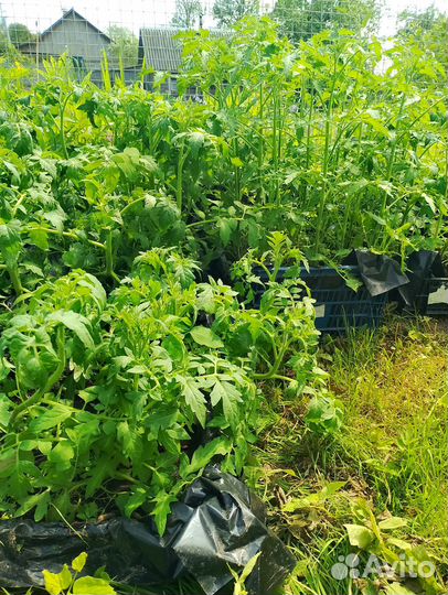 Рассада помидор, тамата