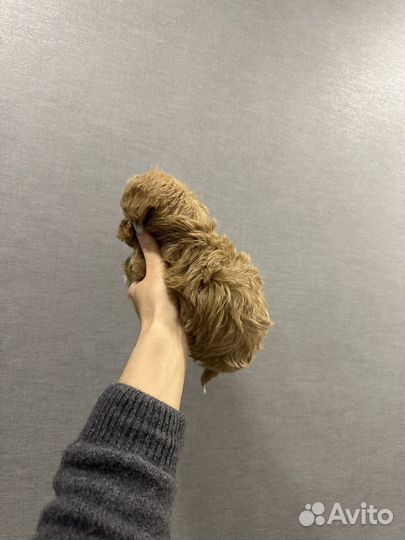 Мальтипу f1 micro