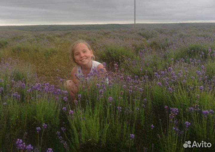 Лаванда крымская цветки 500 гр