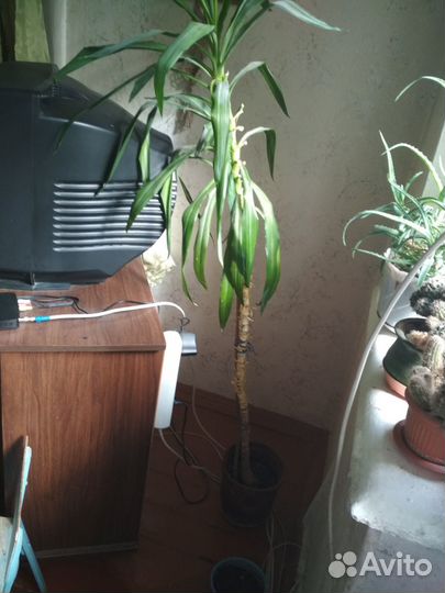 Продам цветы комнатные
