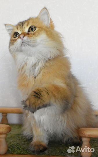 Шотландская золотая шиншилла