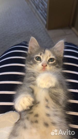 Кошка девочка 3х цветная