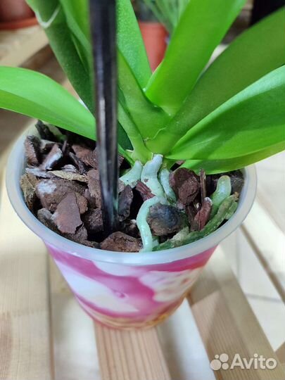 Орхидея фаленопсис Ferrara