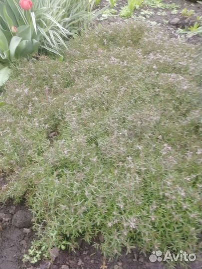 Почвопокровные растения