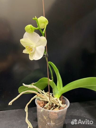 Орхидея фаленопсис