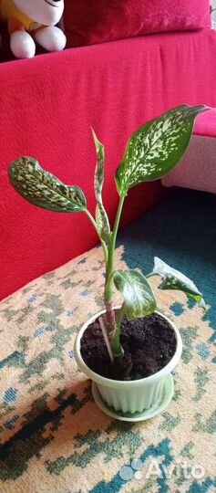 Диффенбахия