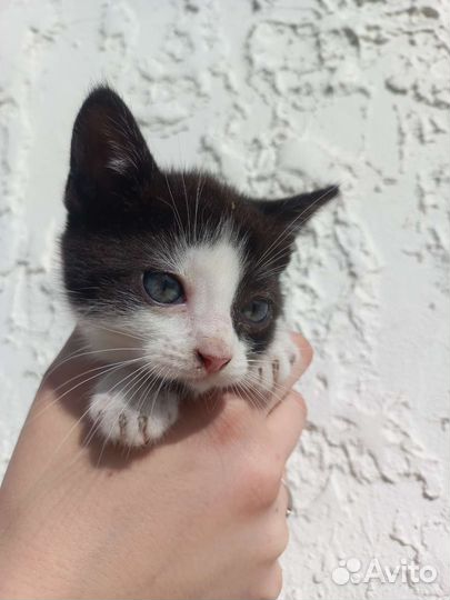 Котята в добрые руки 2мес