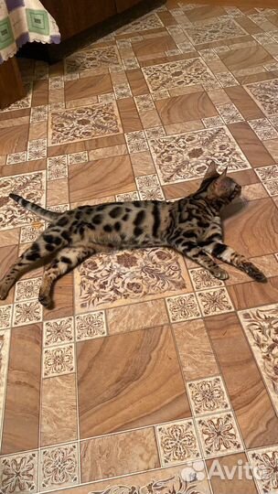 Бенгальская кошка