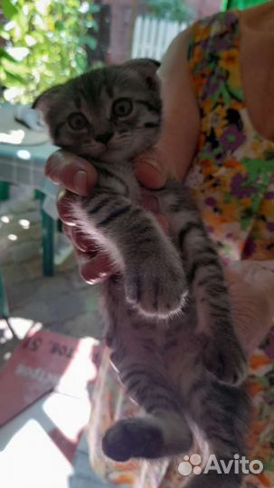 Котёнок вислоухий в любимцы