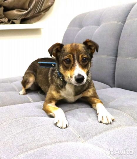 Скарлет, маленькая собачка