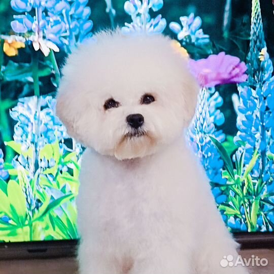 Шикарная девочка с выставочной харизмой