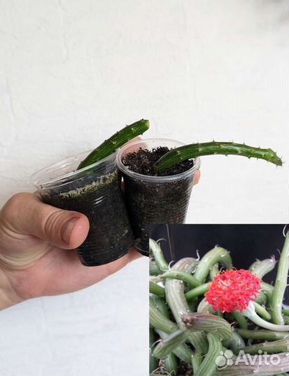 Суккуленты