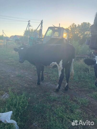 Тёлка полуторка