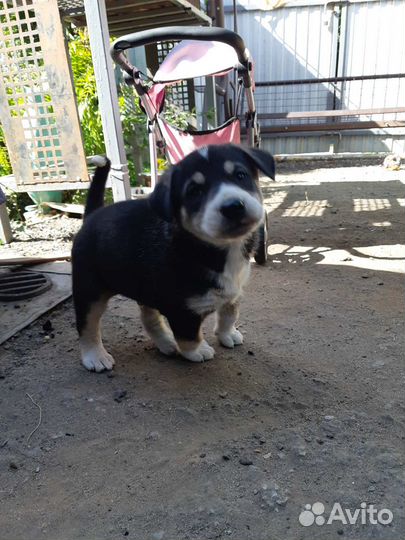 Отдам щенков в добрые руки