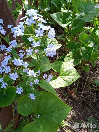 Мускари, аквилегия, папоротник, незабудка