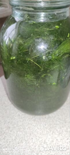 Роголистник в аквариум