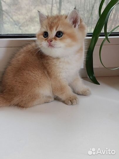 Котёнок