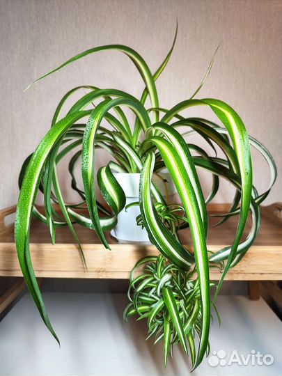 Хлорофитум кудрявый Бонни, хлорофитум хохлатый