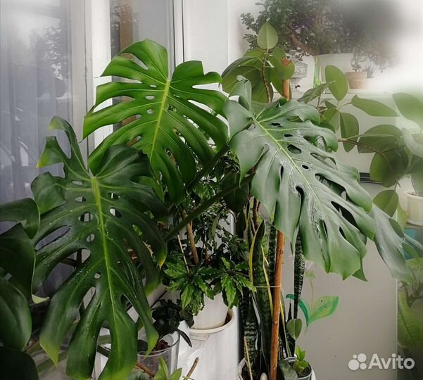 Комнатные растения, цветы большие