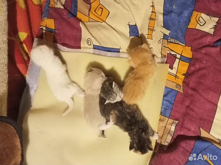 Котята безпородистые