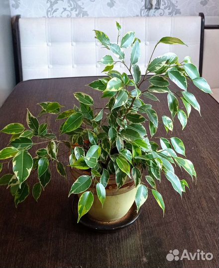 Комнатные цветы отдам бесплатно