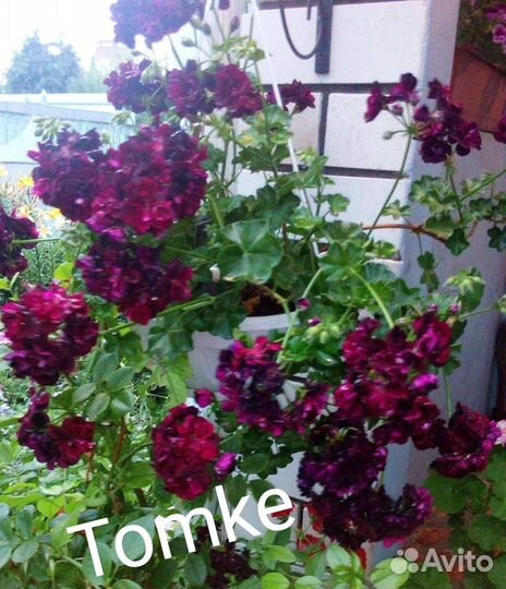 Продаются черенки Плющелистных пеларгонии