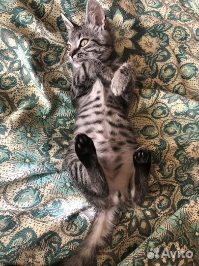 Котенок
