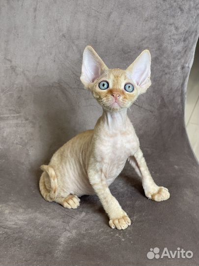 Котята девон-рекс