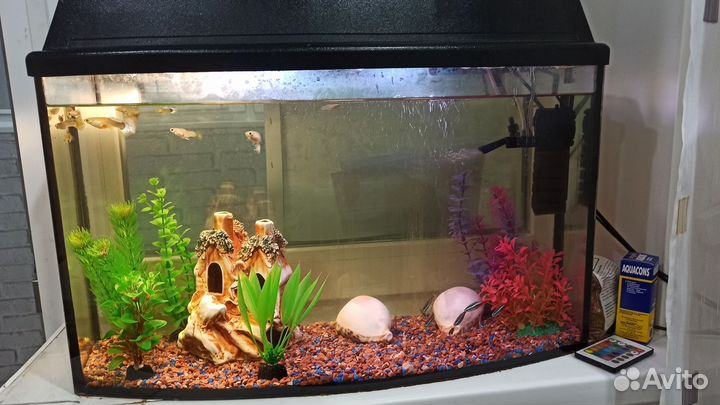 Аквариум с рыбками