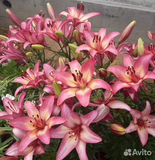 Лилии, лилейники, ирисы